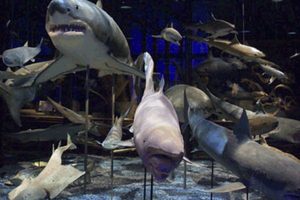 Naturhistorisches Museum Wien
